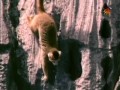 BBC Наедине с природой 55 Коронованные лемуры - бегущие по лезвию бритвы