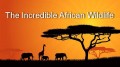 Удивительная природа Африки 4 Вопросы и ответы