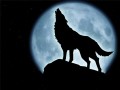 Тайная жизнь европейских млекопитающих История Волка