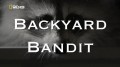 Нашествие енотов / Raccoon. Backyard Bandit (2014) HD