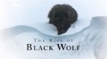 Восхождение черного волка / The Rise of Black Wolf (2010) HD