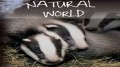 BBC Мир Природы. Тайная жизнь барсуков / The Natural World. Badgers Secrets of the Sett