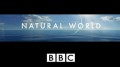 BBC Мир природы. Санчо - детеныш выдры / The Natural World