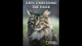 Кошки: Ласковые тигры / Cats: Caressing The Tiger (1991)