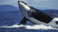 Волки моря: Касатки / Killer Whales: Wolves of the sea (1993) National Geographic
