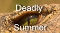 Убийственное лето / Deadly Summer (2006)