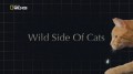 Дикая сторона кошек / Wild Side of Cats (2012) HD
