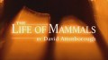 BBC Жизнь млекопитающих / Life of mammals 07. Назад к воде (2003)