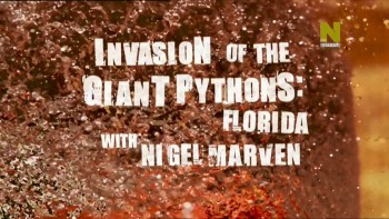 Вторжение гигантских питонов / Invasion Of The Giant Pythons: Florida With Nigel Marven (2009) HD
