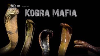 Мафия кобр / Cobra Mafia (2014) HD