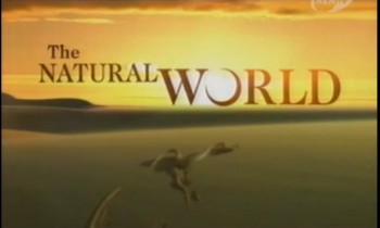 BBC Мир природы. От динозавров до плотин / The Natural World. Grand Canyon: From Dinosaurs to Dams (1997)