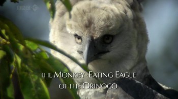 BBC Мир природы. Гарпия - охотник на обезьян (Орлы Венесуэлы) / The Natural World. Monkey Eating Eagle of Venezuela (2010) HD