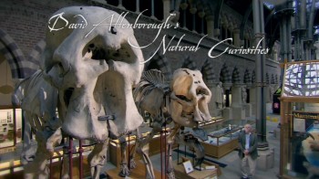 BBC Курьезы природного мира / David Attenborough's Natural Curiosities 1 сезон 01. Растянутые до предела (2013) HD