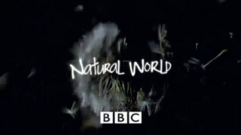 BBC Мир природы. Потрясающие лягушки  / The Natural World. Fabulous Frogs (2014)