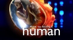 Как построить человека 4 серия / How to build a human (2004)