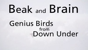 Клюв и мозг. Гениальные птицы / Beak and Brain - Genius birds from Down Under (2013)