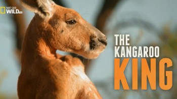 Король кенгуру / The Kangaroo King (Беттина Далтон / Bettina Dalton) (2015)