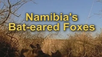 Намибийские большеухие лисицы / Namibia's bat-eared foxes (2006)