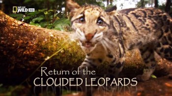 National Geographic. Возвращение дымчатых леопардов / National Geographic. Return of the Clouded Leopards (2011)