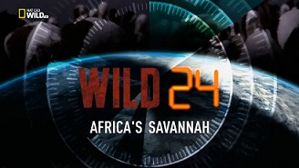 Дикие животные 24 часа 1 серия. Африканская саванна (Поле битвы львов) / Wild 24 (2015)