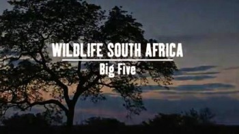 Дикая Южная Африка: Большая пятерка / Wildlife South Africa: Big Five (2012)