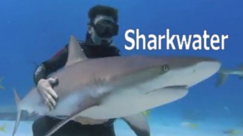 Акулы / Sharkwater (2006)
