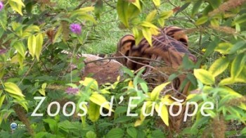 Зоопарки Европы: Зоопарк Бале Швейцария / Les Zoos d' Europe (2007)