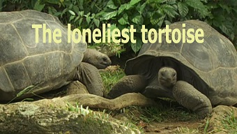 Самая одинокая черепаха. История Мэрион / The loneliest tortoise: the story of Marion (2007)