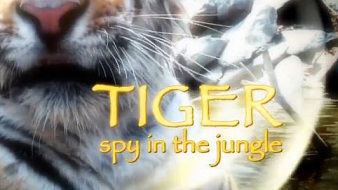 Тигр Шпион джунглей 3 серия / BBC Tiger Spy in the Jungle (2008)