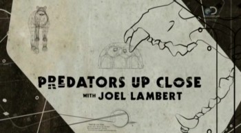 Хищники крупным планом с Джоэлом Ламбертом 1 серия. Львы / Predators Up Close with Joel Lambert (2015)