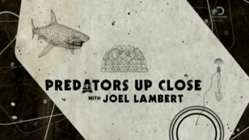 Хищники крупным планом с Джоэлом Ламбертом 4 серия. Акулы / Predators Up Close with Joel Lambert (2015)
