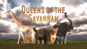 Королевы саванны 1 сезон 1 серия. Искусство быть королевой / Queens Of The Savannah (2009)