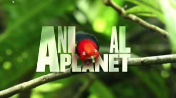 Загадочные животные острова Джао 5 серия / Animal Planet. The Secret (2009)