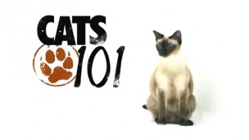 Введение в котоводство 4 сезон 1 серия / Cats 101 (2011)