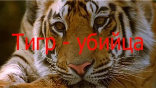 BBC: Живой мир. Тигр - убийца / BBC: Natural World. Tiger Kill (2007)