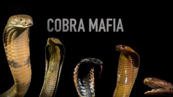 Мафия кобры / Cobra Mafia (2014)