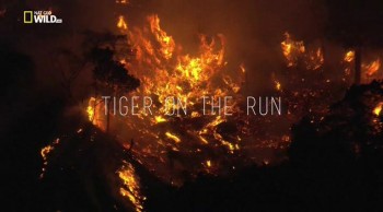Тигр в бегах / Tiger On The Run (2015)