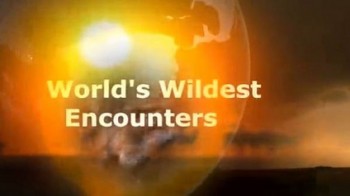 По следам исчезающих животных 1 серия / World's Wildest Encounters (2011)