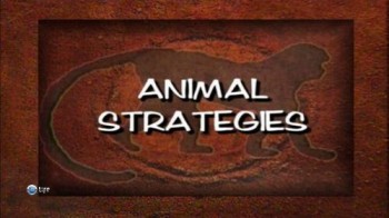 Стратегии животных 1 серия. Мощь крыльев / Animal Strategies (2004)