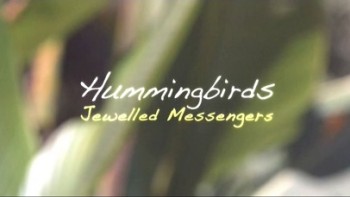 Драгоценные посланники цветов / Hummingbirds: Jeweled Messengers (2012)