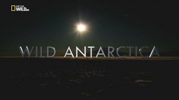 Дикая Антарктика / Wild Antarctica (2015)