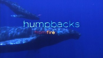 Горбатые киты. Из огня в лёд / Humpbacks. From Fire to Ice (2008)