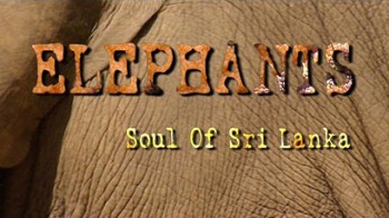 Среда обитания Слоны: душа Шри Ланки / Elephants - soul of Sri Lanka (2001)