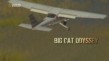 Одиссея больших кошек / Big Cat Odyssey (2010)