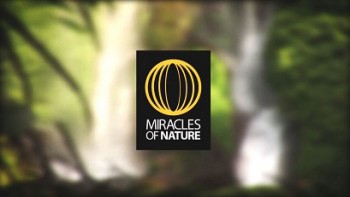 Чудеса природы 15 серия. Зимбабве Замбия Водопад Виктория / Miracles of nature (2011)