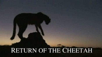 Возвращение гепарда / Return of the Cheetah (2004)