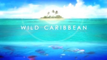 Дикие Карибы 1 серия. Острова сокровищ / Wild Caribbean (2007)