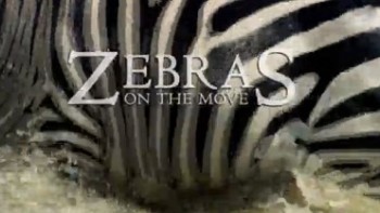 Великий поход зебр / Zebras on the Move (2009)