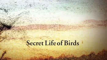 Тайная жизнь птиц 02 серия. Создание гнезда / Secret Life of Birds (2010)