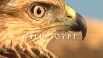 Дикий Египет / Wild Egypt (2015) HD